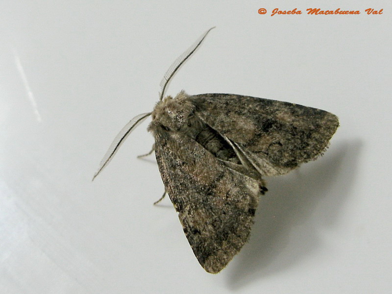 Noctuidae da id - Charanyca ferruginea